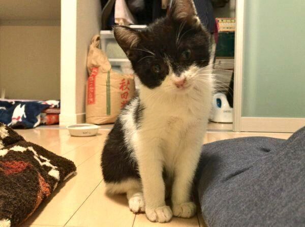 見つめるぼに助ちゃん