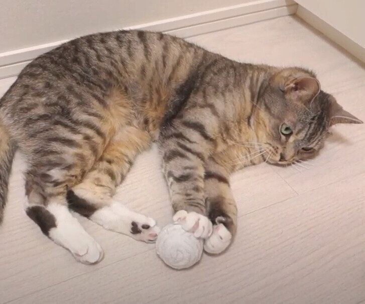 ボールで遊ぶ猫