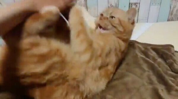 飼い主さんの左手を嫌がる番長くん