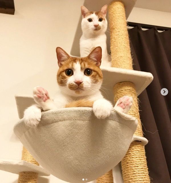 猫のいちごちゃんとタルトちゃん