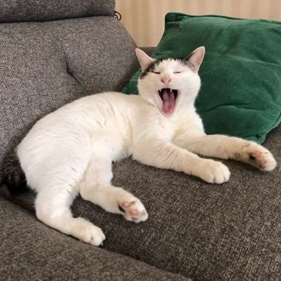 ソファの上であくびする猫