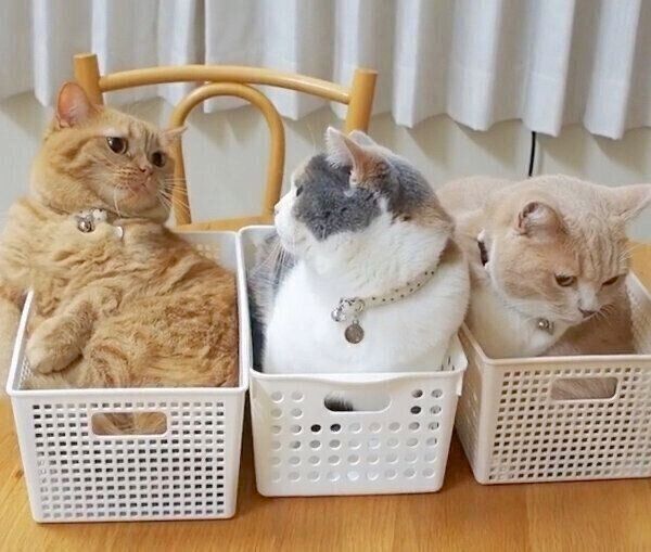 仲良くカゴに入るマンチカン3姉妹