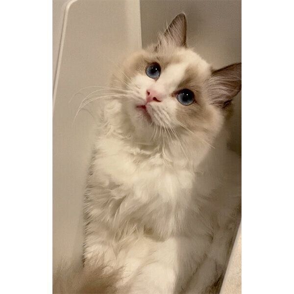 ファイルボックスに入るむぎちゃん