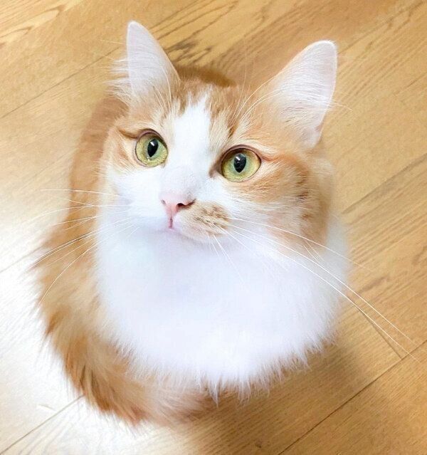 見つめるのぶおちゃん