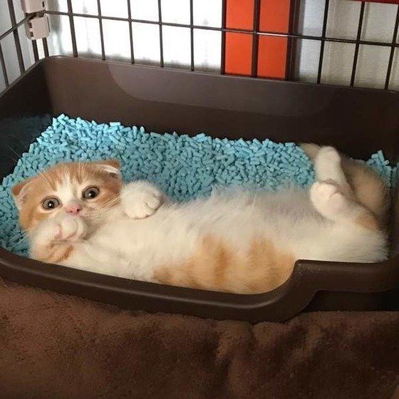 トイレで寝る猫