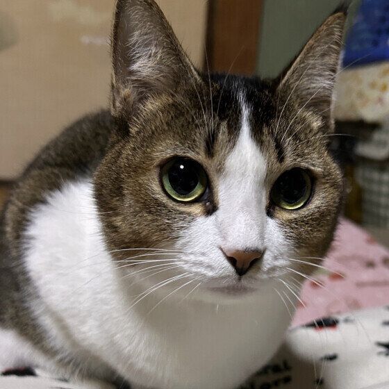 香箱座りしている猫
