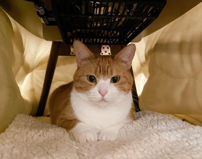 布団がかけられたこたつの中で、満足そうな表情のきなこちゃん