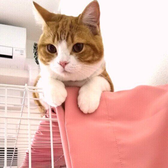 くつろぐマンチカン