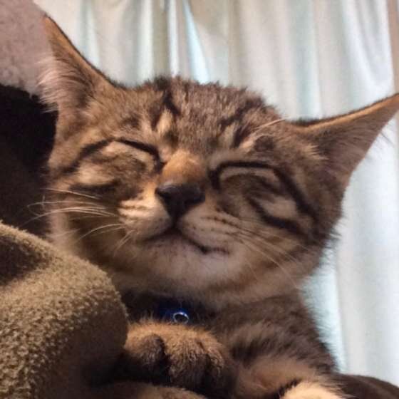 抱っこしてもらう猫