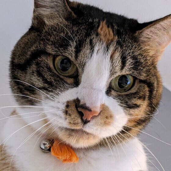 MIXミケのムギちゃん