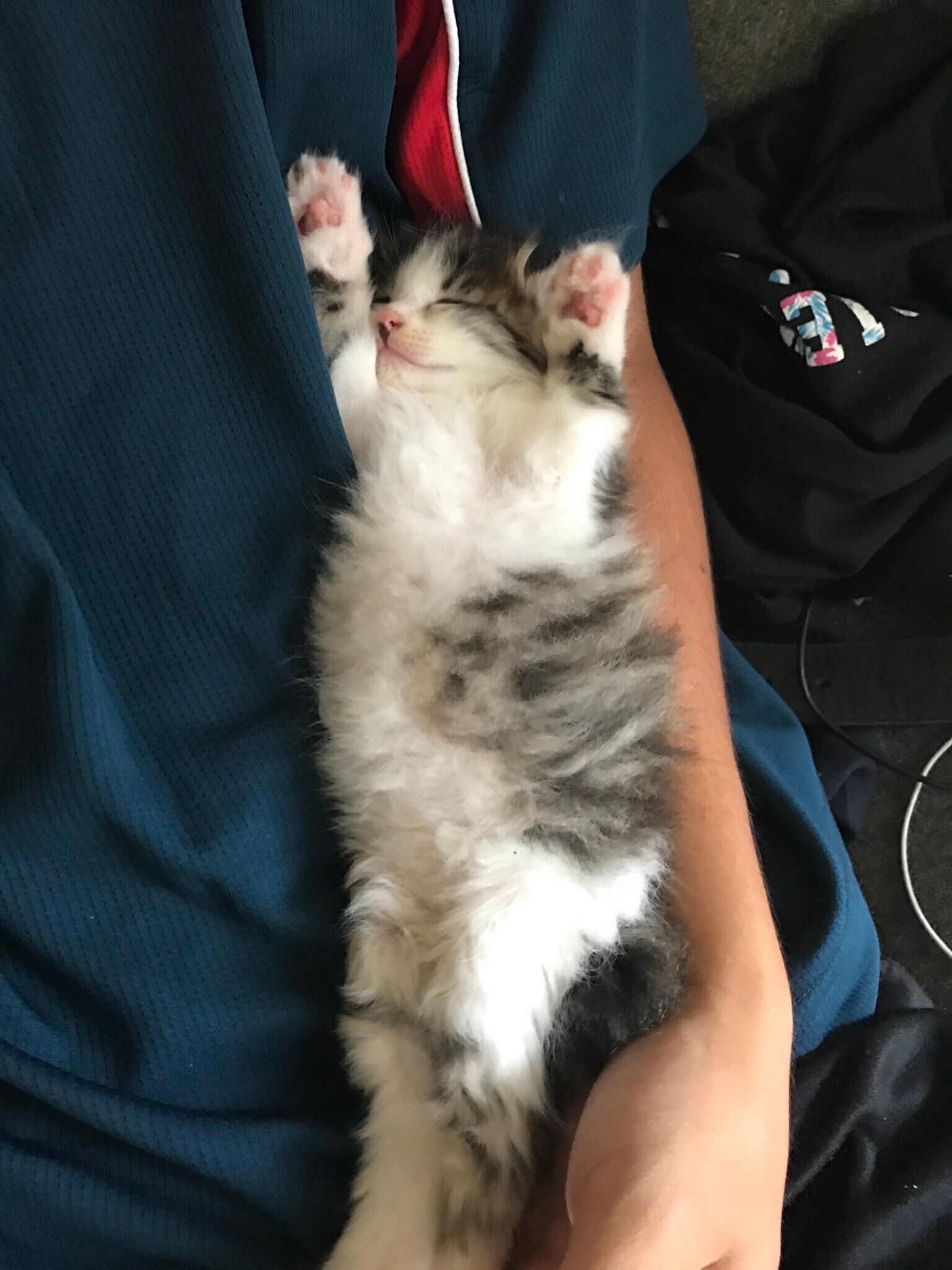 生後約2カ月の子猫