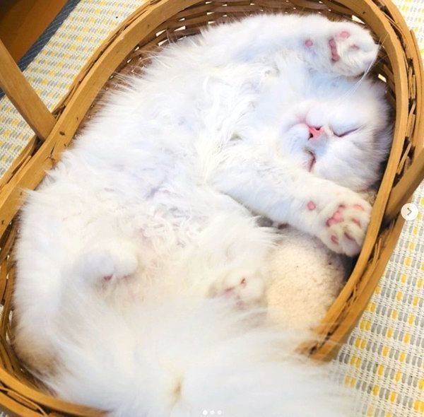 ヘソ天するこてつくん