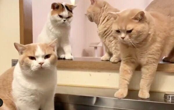 ごはんを待つあんみつちゃん、みかんちゃんちゃん、ぽてとくん、てんぷらくん