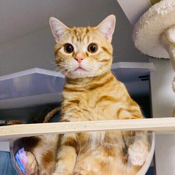 見つめるアメリカンショートヘア