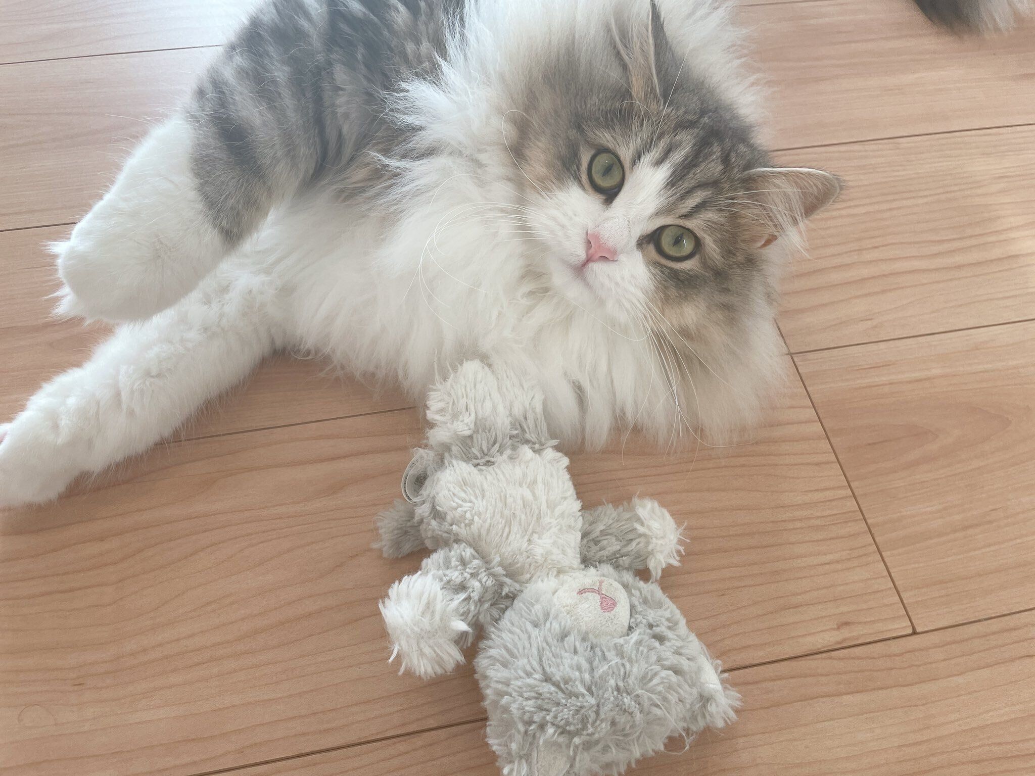 ぬいぐるみが好きなふゆくん