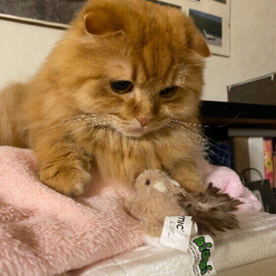 おもちゃの小鳥とミヌエット