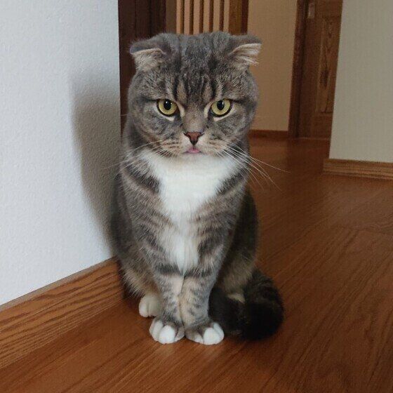 スコティッシュフォールドのはるとくん♪