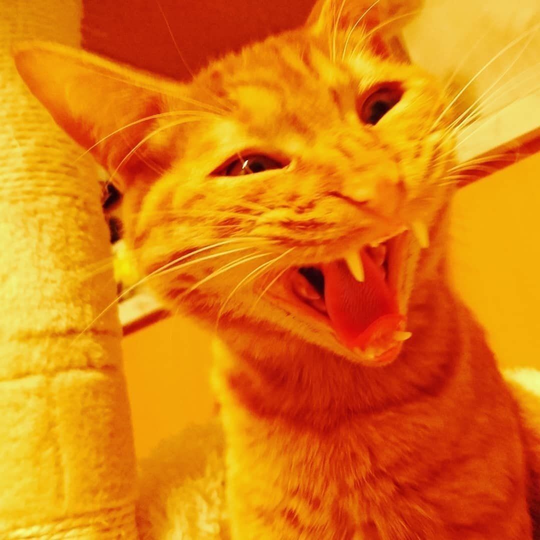 猫のチャースケちゃん