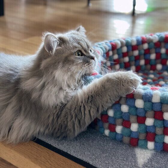 ラガマフィンのLottaくん