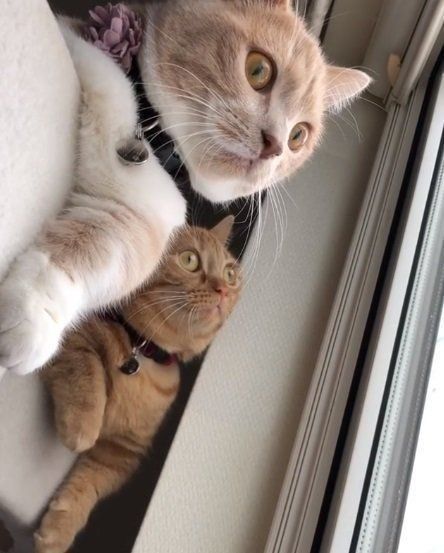 雪を見つめるマンチカン2匹