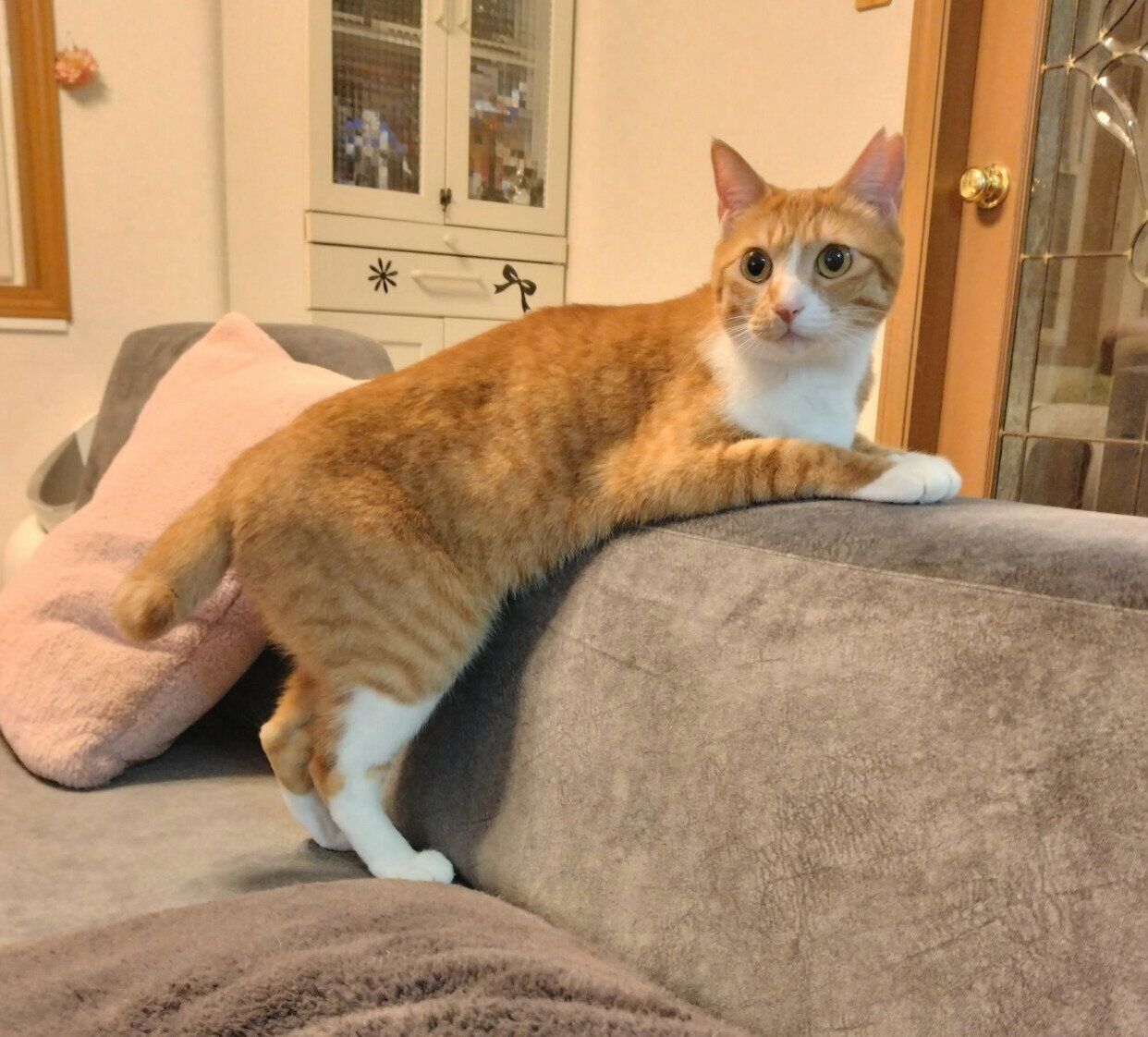 ソファでまったりするぷりんちゃん。