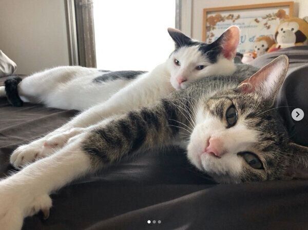 まったりするシシまるくん、ウシまるくん