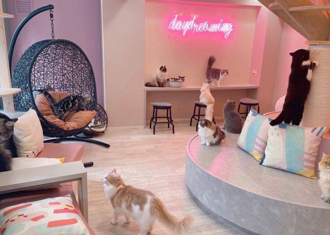 おしゃれな店内で猫たちがのんびり