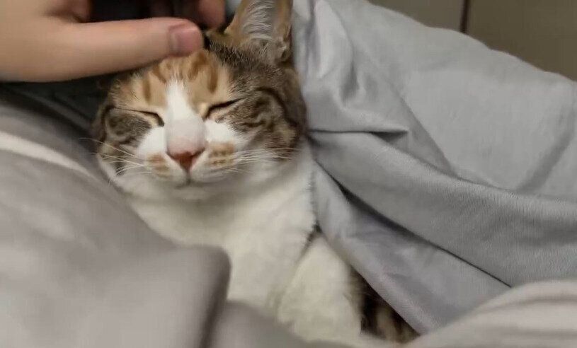 うっとりとした表情の猫