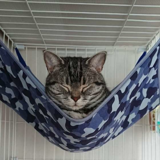 あんこくん アメリカンショートヘア