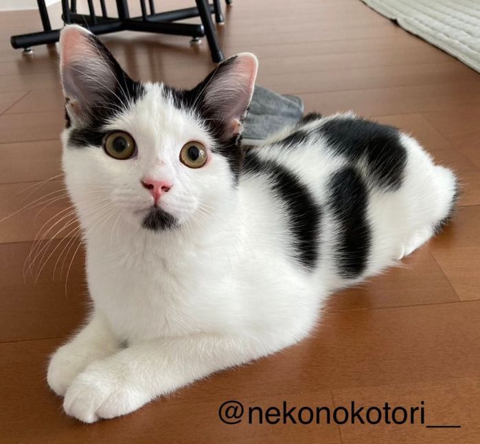 生後4カ月ごろのことりくん