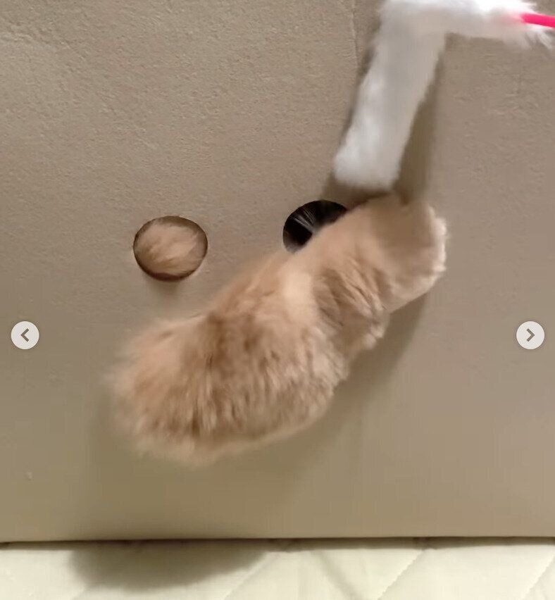 猫用ハウスで遊ぶにこちゃん