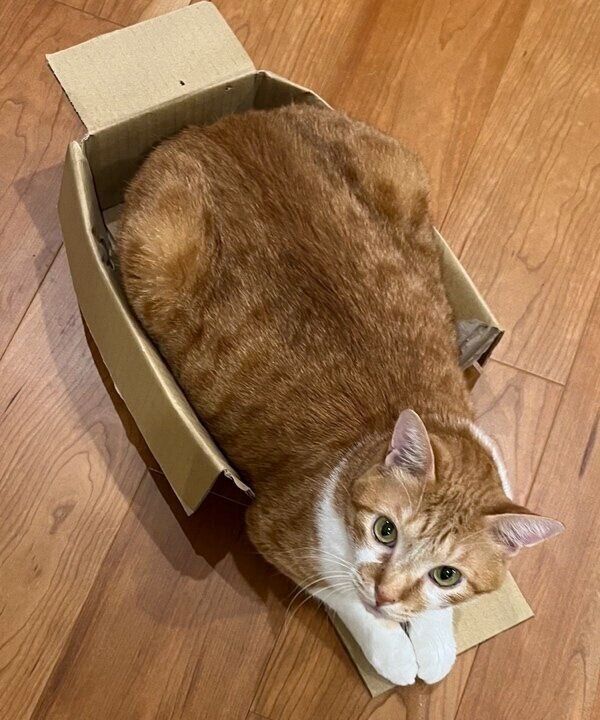 お気に入りの箱にすっぽりのトラちゃん