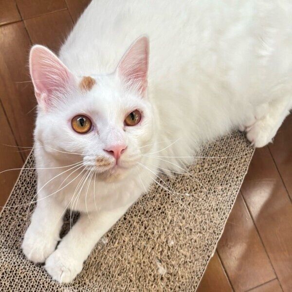 爪とぎをするペルセウスくん