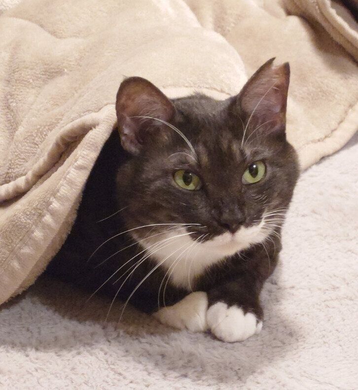 くつろいでいる猫