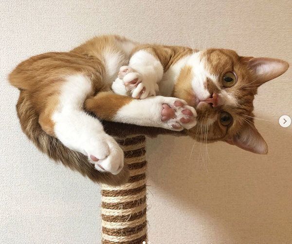 くつろぐスコティッシュフォールド