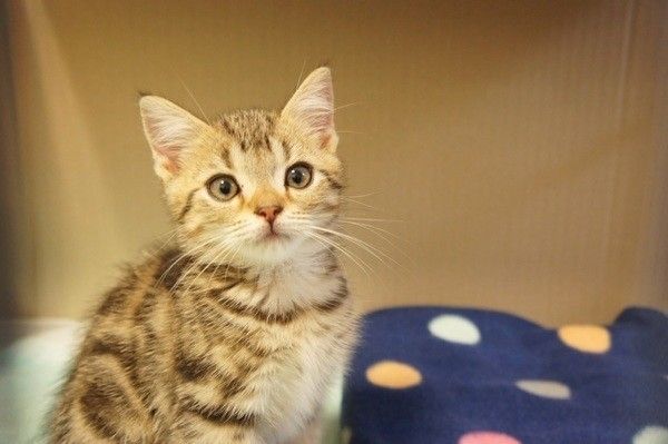 アメリカンショートヘアのもなかくん