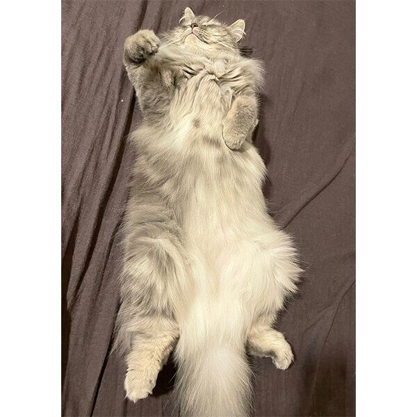 ヘソ天する翠ちゃん