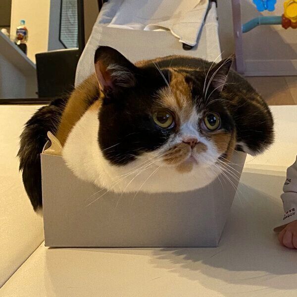 箱の中に入るおあげちゃん