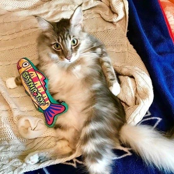 毛づくろいをするメインクーン