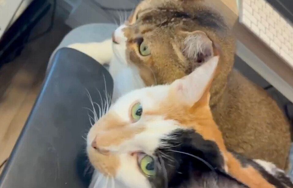 満足そうなおこめちゃん、しらすちゃん