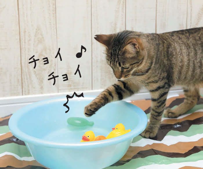 2018年9月号「ねこのきもち」