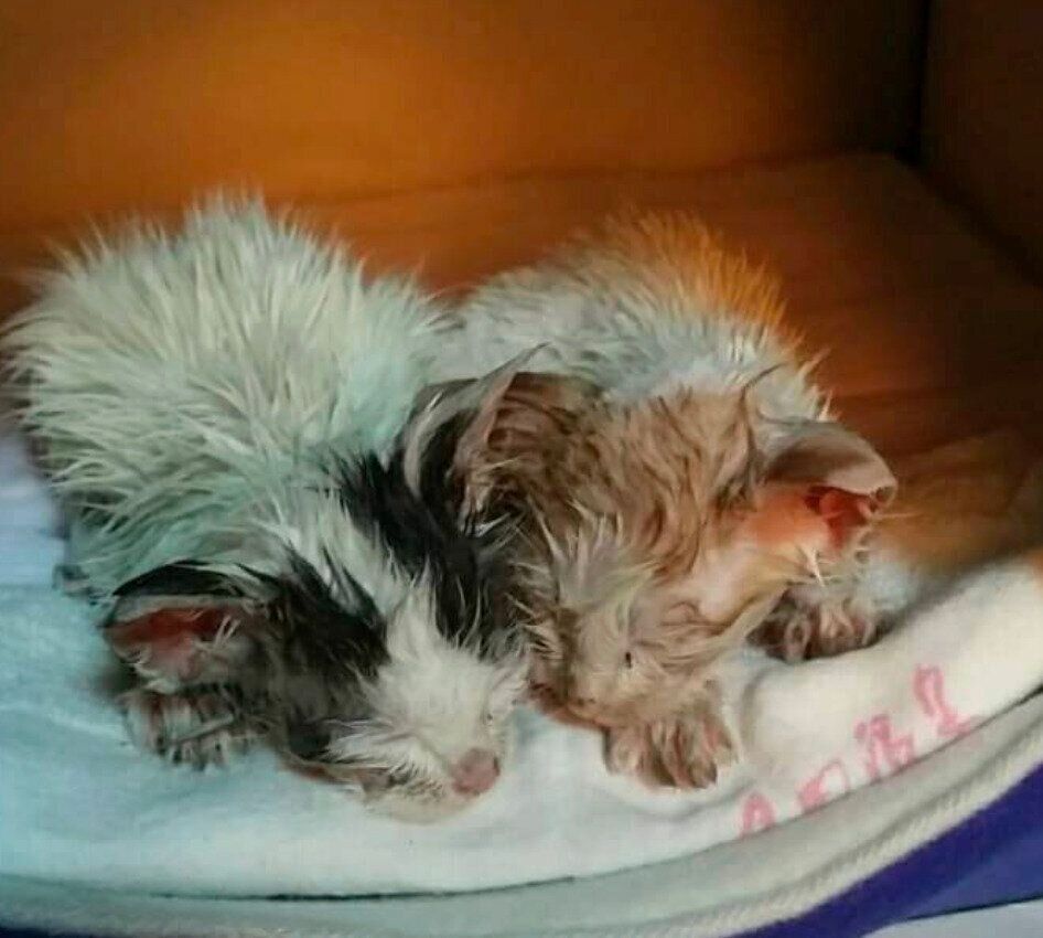 体をきれいにしてもらったにこちゃん、はなくん