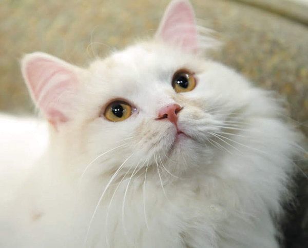 猫の「興奮スイッチ」