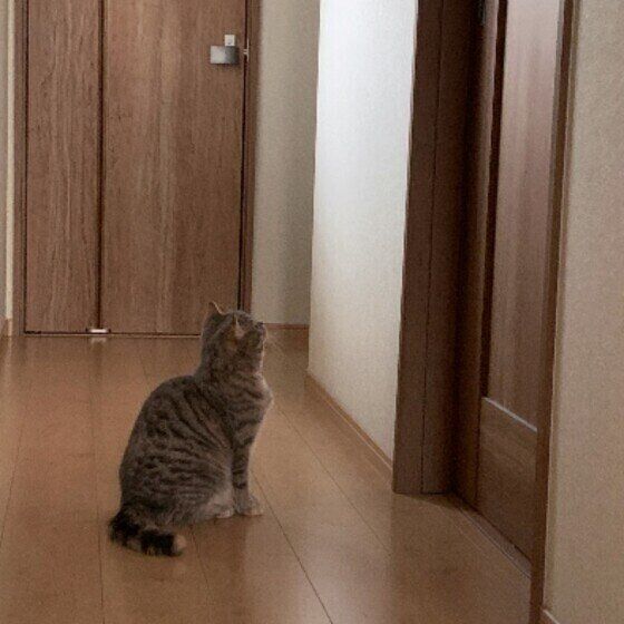 スコティッシュフォールドのビビコちゃん