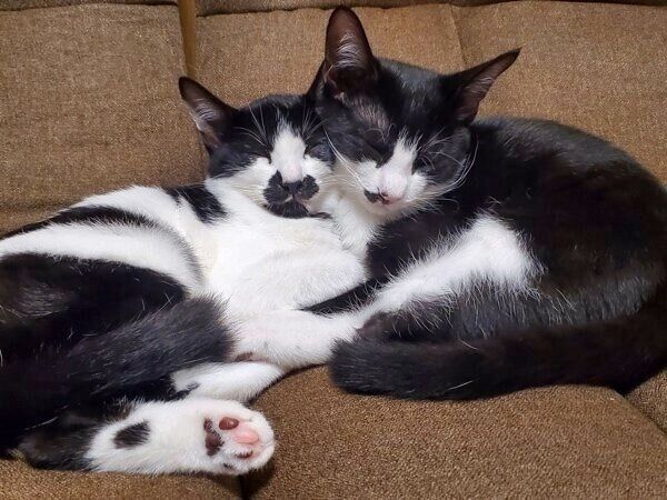 ダダくんと抱き合うミアちゃん