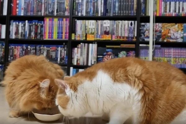 妹思いの兄ニャンコ