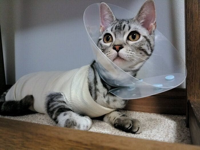 手術を受けた当時のパセリちゃん