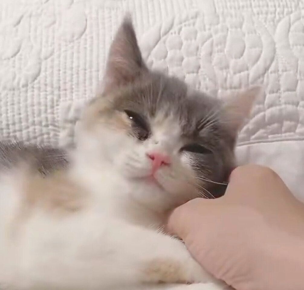 生後3カ月のころに撮影したみゅーちゃん