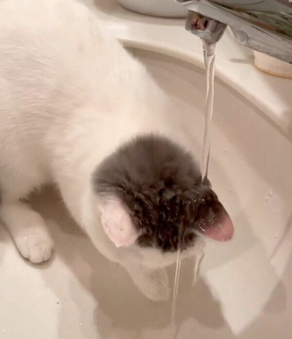 「洗髪中」のカツヲくん