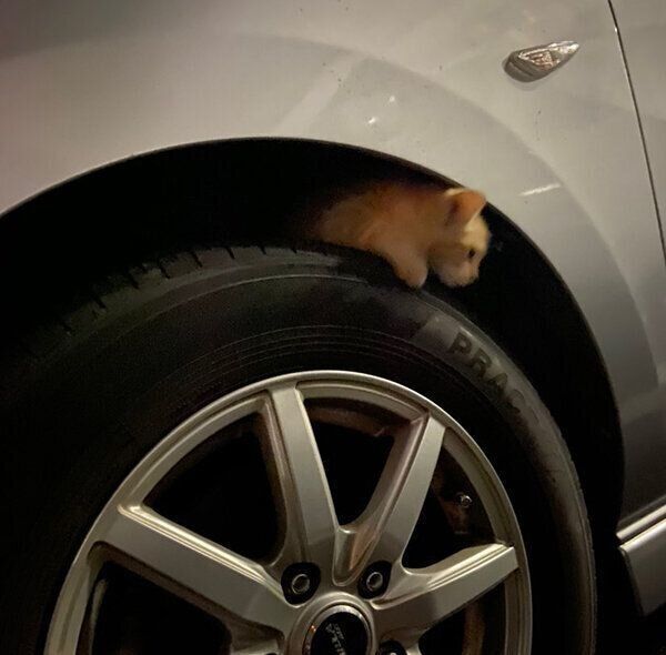 タイヤに登るハマグリちゃん